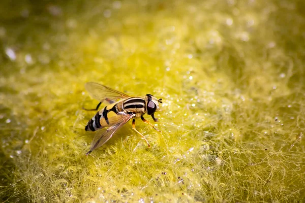 Gros Plan Abeille Sur Fleur Jaune — Photo