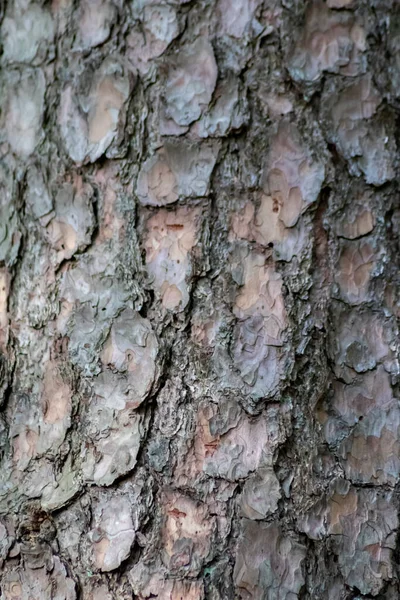 自然の生態学的背景としての天然構造と粗い木の樹皮のパティーナを持つ木の樹皮は 昆虫の傷跡と保護と生息地として灰色の色調で美しいを示しています — ストック写真