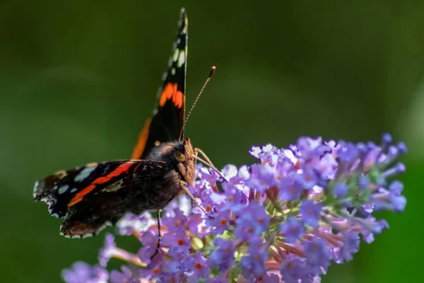 夏にピンクのライラックの花にロマンチックなバックライトで美しい君主蝶は 太陽の下でその繊細な翼を示し 多くのコピースペースで隔離された花を受粉させます — ストック写真