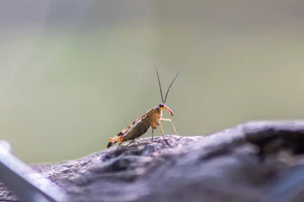 바위에 호퍼의 — 스톡 사진