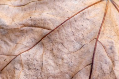 Kuru sonbahar yaprağını kapat