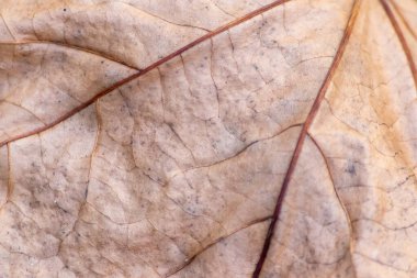 Kuru sonbahar yaprağını kapat