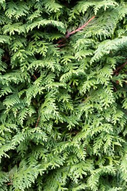 Yeşil yapraklar ve kabuklu ağaçlar,