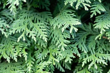 Yeşil yapraklar ve kabuklu ağaçlar,