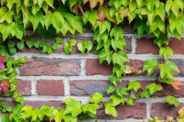 Vahşi şarap tırmanış tesislerinin pek çok yeşil yaprakları temiz hava ve sağlıklı bir ortam göstermektedir. Kırsal tuğla duvarı ve renkli asma duvarlı duvar kağıdı desenli yeşil cephe.