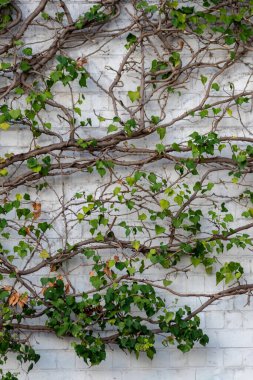 Vahşi şarap tırmanış tesislerinin pek çok yeşil yaprakları temiz hava ve sağlıklı bir ortam göstermektedir. Kırsal tuğla duvarı ve renkli asma duvarlı duvar kağıdı desenli yeşil cephe.