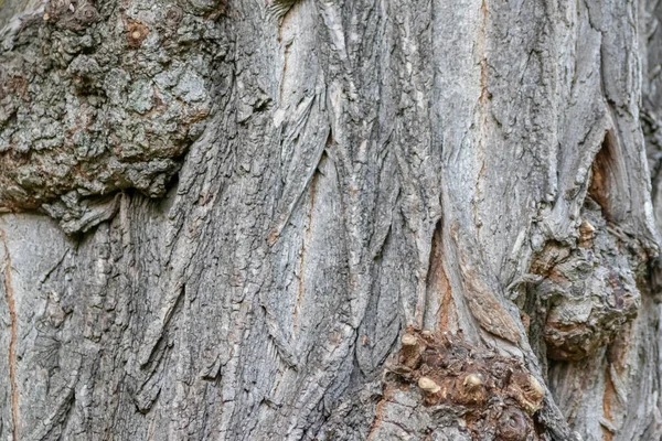 Naturalne Tło Ekologiczne Tło Ukazuje Piękną Korę Drzew Drobnych Naturalnych — Zdjęcie stockowe