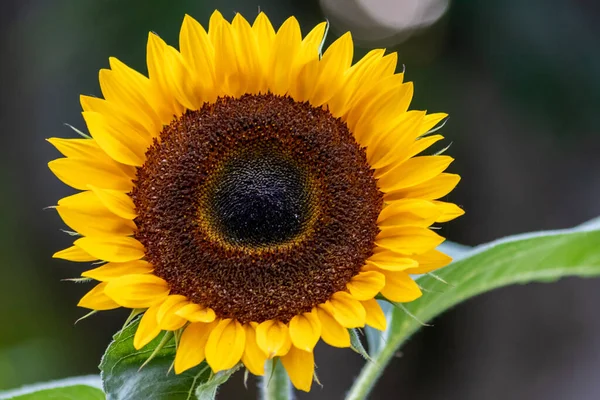 Красивий Жовтий Соняшник Демонструє Свою Природну Красу Жовтими Пелюстками Вирощує — стокове фото