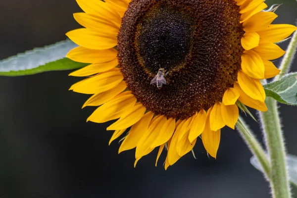 Красивий Жовтий Соняшник Демонструє Свою Природну Красу Жовтими Пелюстками Вирощує — стокове фото