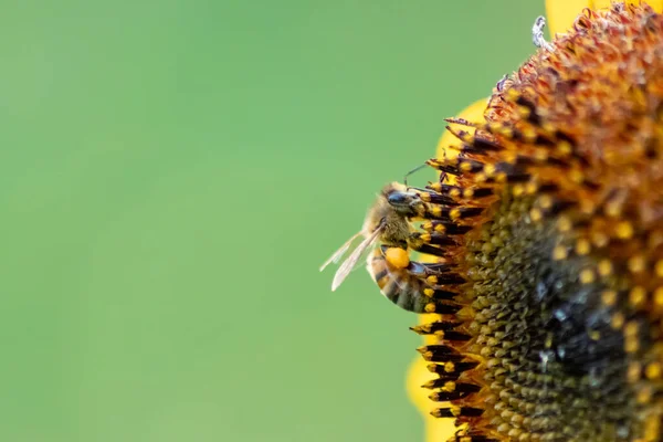 Beau Tournesol Jaune Montrant Beauté Naturelle Avec Ses Pétales Jaunes — Photo