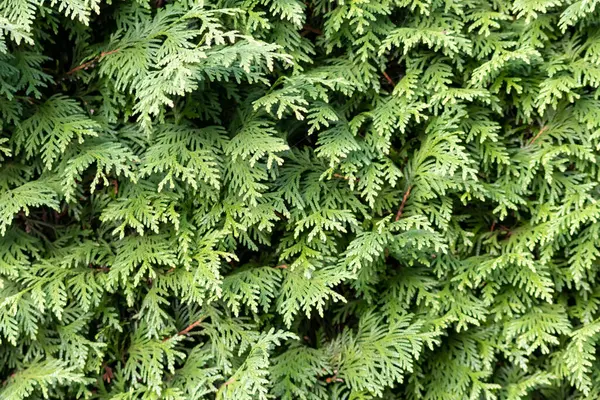 Green Leaves Branches Coniferous Tree — Stock Photo, Image