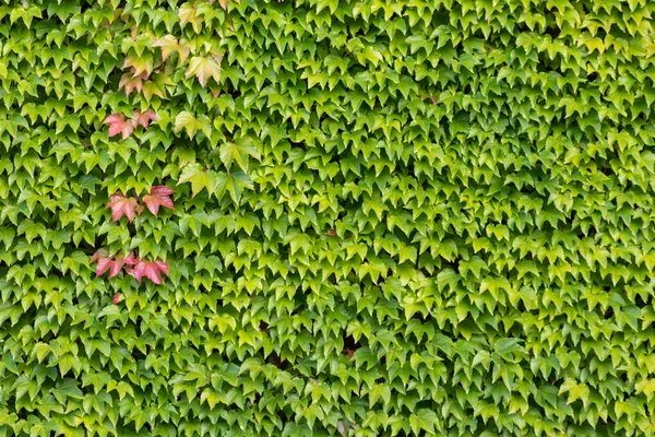 Muchas Hojas Verdes Planta Escalada Vino Salvaje Muestra Aire Fresco —  Fotos de Stock