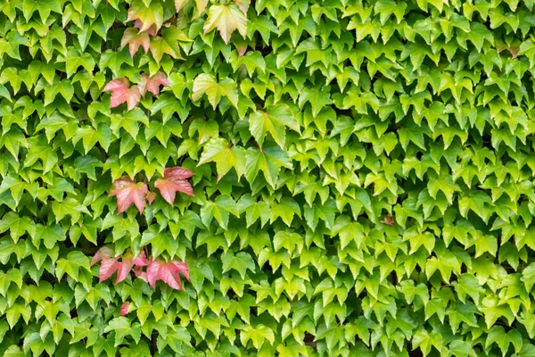 Muchas Hojas Verdes Planta Escalada Vino Salvaje Muestra Aire Fresco —  Fotos de Stock