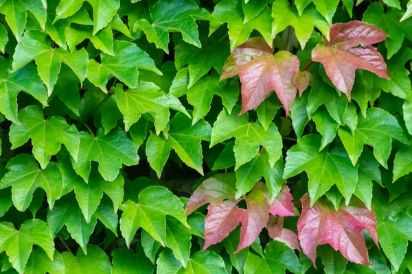 Muchas Hojas Verdes Planta Escalada Vino Salvaje Muestra Aire Fresco —  Fotos de Stock