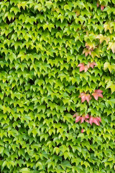 Muchas Hojas Verdes Planta Escalada Vino Salvaje Muestra Aire Fresco —  Fotos de Stock