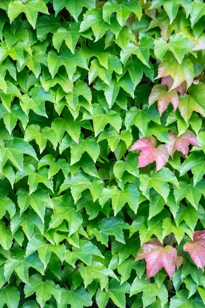 Muchas Hojas Verdes Planta Escalada Vino Salvaje Muestra Aire Fresco —  Fotos de Stock