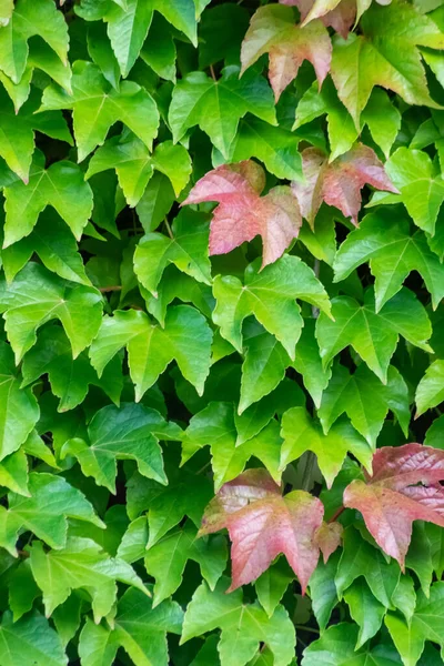 Muitas Folhas Verdes Planta Escalada Vinho Selvagem Mostra Fresco Ambiente — Fotografia de Stock