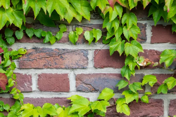 Vahşi şarap tırmanış tesislerinin pek çok yeşil yaprakları temiz hava ve sağlıklı bir ortam göstermektedir. Kırsal tuğla duvarı ve renkli asma duvarlı duvar kağıdı desenli yeşil cephe.