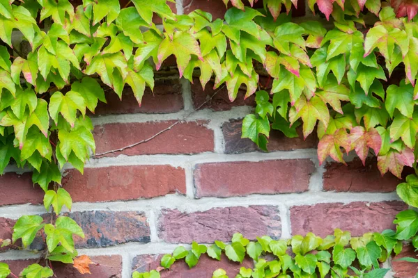 Muitas Folhas Verdes Planta Escalada Vinho Selvagem Mostra Fresco Ambiente — Fotografia de Stock