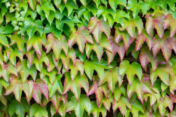 Muchas Hojas Verdes Planta Escalada Vino Salvaje Muestra Aire Fresco —  Fotos de Stock