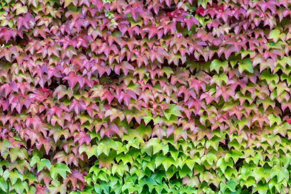 Muchas Hojas Verdes Planta Escalada Vino Salvaje Muestra Aire Fresco —  Fotos de Stock