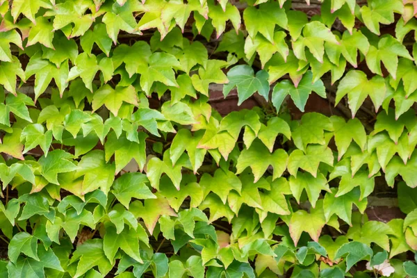 Muitas Folhas Verdes Planta Escalada Vinho Selvagem Mostra Fresco Ambiente — Fotografia de Stock