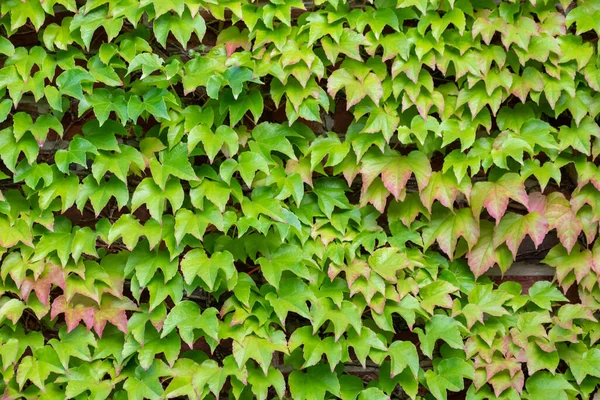 Muchas Hojas Verdes Planta Escalada Vino Salvaje Muestra Aire Fresco —  Fotos de Stock