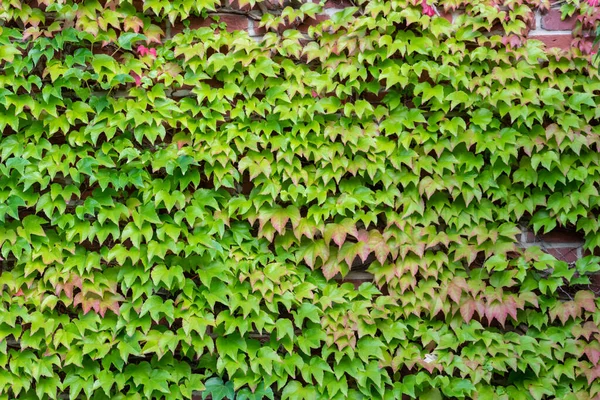 Muchas Hojas Verdes Planta Escalada Vino Salvaje Muestra Aire Fresco —  Fotos de Stock