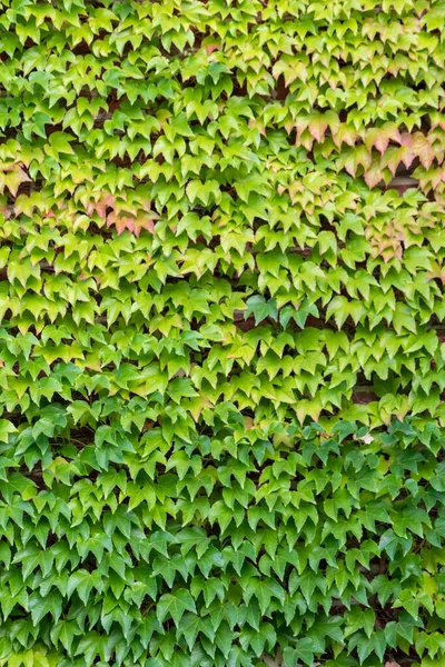 Muitas Folhas Verdes Planta Escalada Vinho Selvagem Mostra Fresco Ambiente — Fotografia de Stock