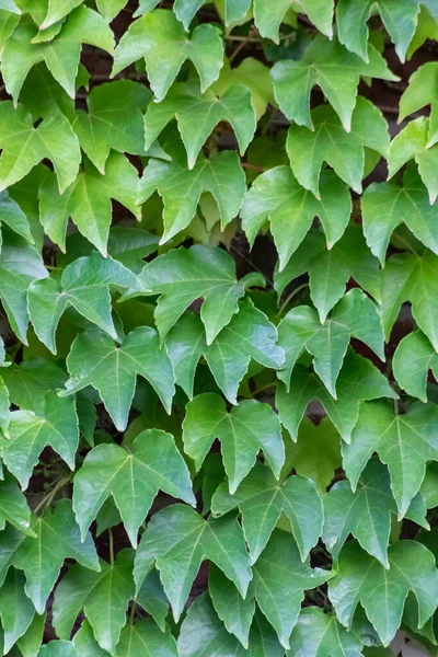 Viele Grüne Blätter Der Wilden Weinkletterpflanze Zeigen Frische Luft Und — Stockfoto