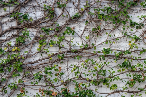 Vahşi şarap tırmanış tesislerinin pek çok yeşil yaprakları temiz hava ve sağlıklı bir ortam göstermektedir. Kırsal tuğla duvarı ve renkli asma duvarlı duvar kağıdı desenli yeşil cephe.
