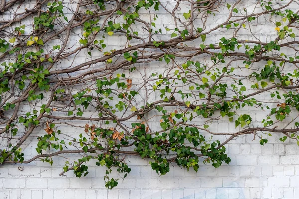 Vahşi şarap tırmanış tesislerinin pek çok yeşil yaprakları temiz hava ve sağlıklı bir ortam göstermektedir. Kırsal tuğla duvarı ve renkli asma duvarlı duvar kağıdı desenli yeşil cephe.