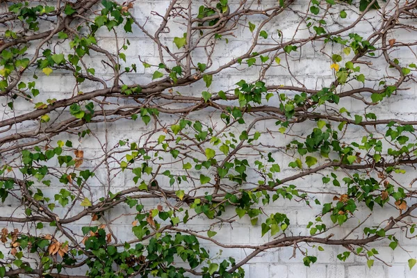 Viele Grüne Blätter Der Wilden Weinkletterpflanze Zeigen Frische Luft Und — Stockfoto