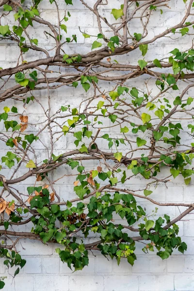 Vahşi şarap tırmanış tesislerinin pek çok yeşil yaprakları temiz hava ve sağlıklı bir ortam göstermektedir. Kırsal tuğla duvarı ve renkli asma duvarlı duvar kağıdı desenli yeşil cephe.