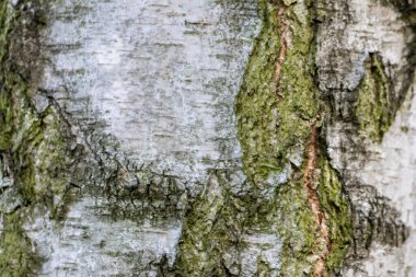 Huş ağacı kabuğu ince doğal yapılara ve sert ağaç kabuklarına sahiptir. Doğal ve ekolojik arkaplan, böcekler için yaralar, korunma ve habitat olarak gri tonlarda güzel bir renk göstermektedir.
