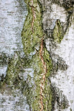 Huş ağacı kabuğu ince doğal yapılara ve sert ağaç kabuklarına sahiptir. Doğal ve ekolojik arkaplan, böcekler için yaralar, korunma ve habitat olarak gri tonlarda güzel bir renk göstermektedir.