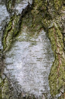 Huş ağacı kabuğu ince doğal yapılara ve sert ağaç kabuklarına sahiptir. Doğal ve ekolojik arkaplan, böcekler için yaralar, korunma ve habitat olarak gri tonlarda güzel bir renk göstermektedir.