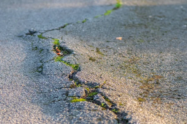 Broken street after earthquake shows rift and cracks as dangerous demolition and repair work is needed or just a tree root underneath the street causing road damage and bumpy surface as traffic risk