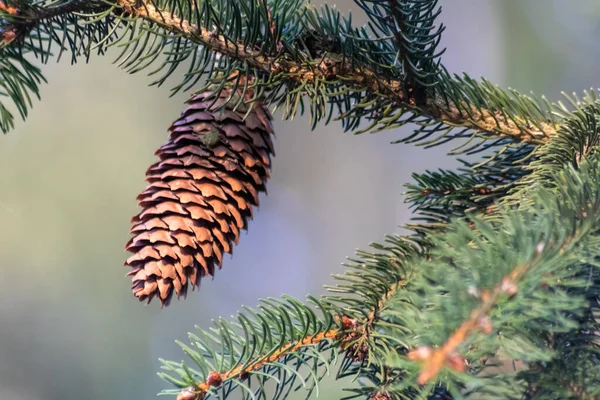 Reifer Tannenzapfen Auf Einem Ast Streut Seine Samen Mit Dem — Stockfoto