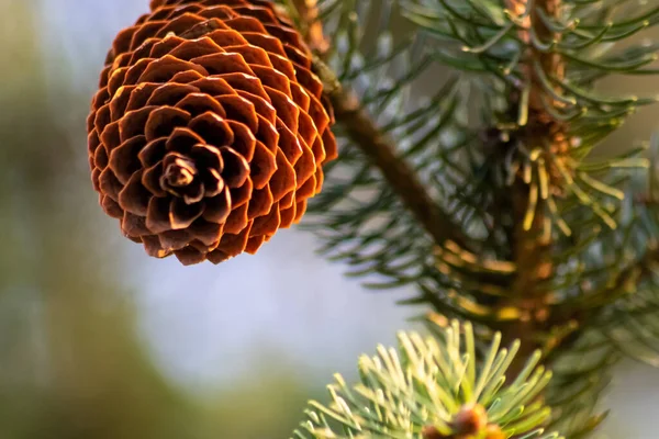 Ripe Pine Cone Branch Spreading Its Seeds Wind Delicious Snack — Stock Photo, Image