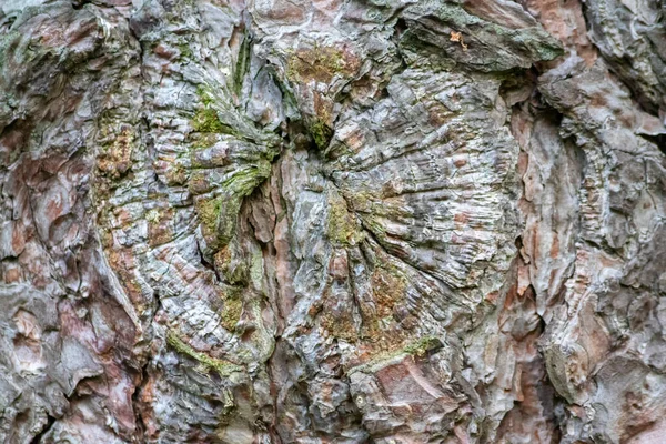 自然の背景と生態学的背景は 自然の中でバグや昆虫のための有機生態系として素晴らしい自然の構造とパティーナ 亀裂や粗い表面を持つ美しい木の樹皮を示しています — ストック写真