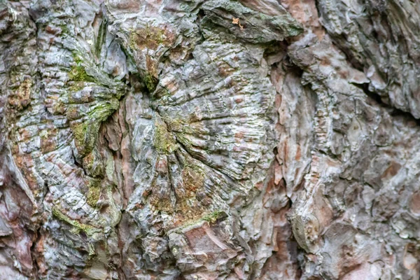 自然背景和生态背景显示出美丽的树皮 树皮具有细腻的自然结构 裂缝和粗糙的表面 是昆虫和昆虫的有机生态系统 — 图库照片