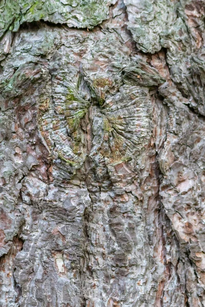 自然背景和生态背景显示出美丽的树皮 树皮具有细腻的自然结构 裂缝和粗糙的表面 是昆虫和昆虫的有机生态系统 — 图库照片