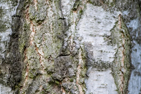 Kora Brzozy Drobnymi Naturalnymi Strukturami Patyna Surowej Kory Drzew Jako — Zdjęcie stockowe