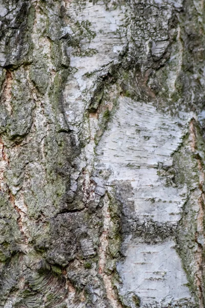 Huş Ağacı Kabuğu Ince Doğal Yapılara Sert Ağaç Kabuklarına Sahiptir — Stok fotoğraf