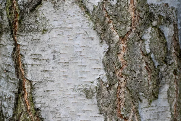 Huş Ağacı Kabuğu Ince Doğal Yapılara Sert Ağaç Kabuklarına Sahiptir — Stok fotoğraf