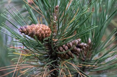 Bir daldaki olgun çam kozalağı tohumlarını rüzgârla yayıyor sincaplar ve diğer kemirgenler için lezzetli bir atıştırmalık olarak doğal bir ormanda yeni çam ağaçlarına, taze yeşil bir Noel sembolü ile büyüyor.