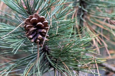 Bir daldaki olgun çam kozalağı tohumlarını rüzgârla yayıyor sincaplar ve diğer kemirgenler için lezzetli bir atıştırmalık olarak doğal bir ormanda yeni çam ağaçlarına, taze yeşil bir Noel sembolü ile büyüyor.