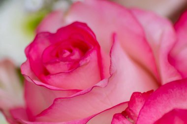 Sevgililer günü buketi gibi yakın çekimde pembe güller, bulanık bir arkaplan ve yumuşak yapraklar, sevgi ve romantizmi çiçek gibi göstermek ve anneler günü için hediye etmek için yumuşak süslemeler.