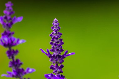 İlkbaharda güzel lavanta tarlaları. Mor çiçeklerle dolu. Tıpkı Fransız kaynaklarının kokusuna sahip uçan yaban arıları gibi.